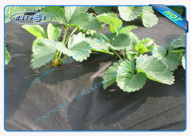 Biodegradable Heavy Duty Agricultrual Non Woven Cover Dalam Warna Hitam 1.5OZ 40gsm hingga 100gsm