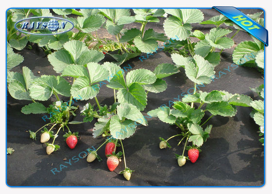 Biodegradable Heavy Duty Agricultrual Non Woven Cover Dalam Warna Hitam 1.5OZ 40gsm hingga 100gsm