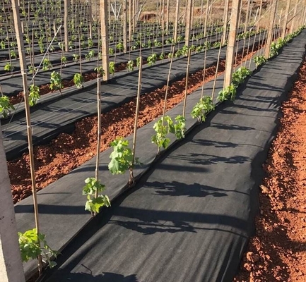 Membran Perlindungan Uv Pp Non Woven Fabric Hydrophilic Weed Control Mat
