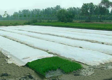 Spunbond Non Woven Pertanian Penutup Fabric, Landscape PP Kain untuk Green House