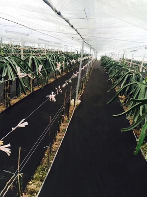 1.6x10 Meter Weed Control Nonwoven Fabric Untuk Bertani Atau Berkebun